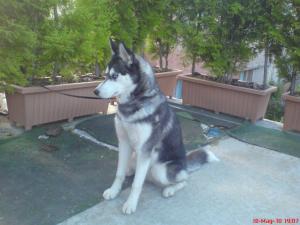 Прикачена снимка