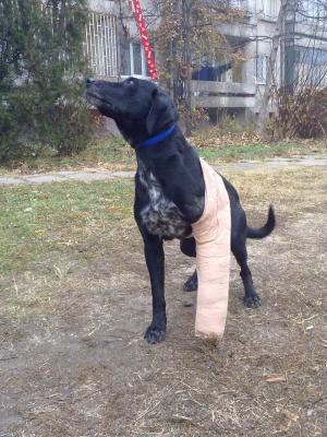 Прикачена снимка