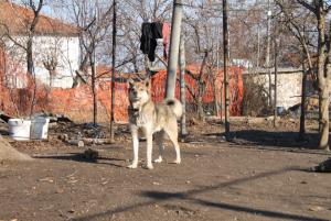 Прикачена снимка