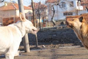 Прикачена снимка