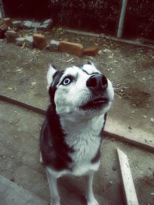 Прикачена снимка