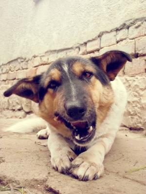 Прикачена снимка