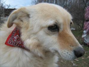 Прикачена снимка