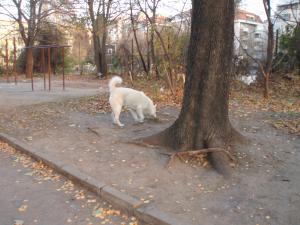 Прикачена снимка
