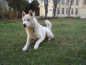 Прикачена снимка