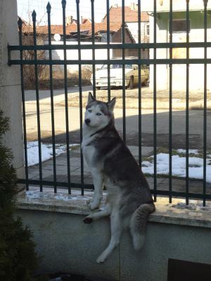 Прикачена снимка