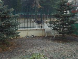 Прикачена снимка