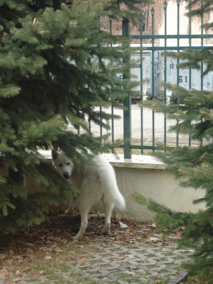 Прикачена снимка
