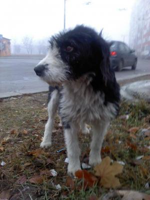 Прикачена снимка