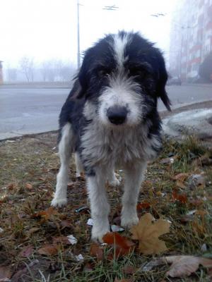 Прикачена снимка