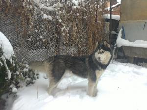 Прикачена снимка
