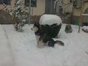 Прикачена снимка