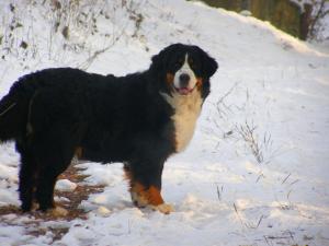 Прикачена снимка