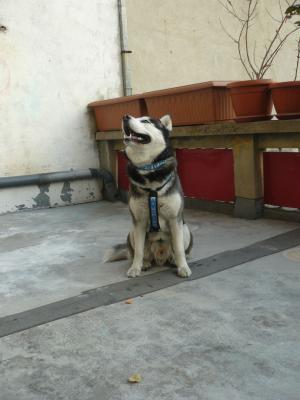 Прикачена снимка