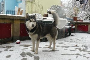 Прикачена снимка