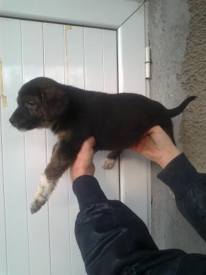 Прикачена снимка
