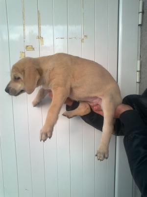 Прикачена снимка