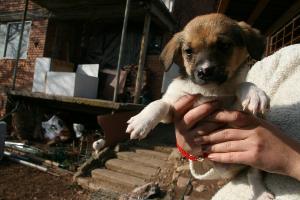 Прикачена снимка
