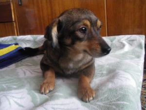 Прикачена снимка
