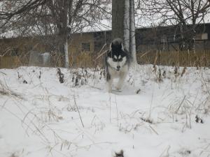 Прикачена снимка