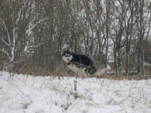 Прикачена снимка