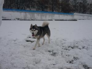 Прикачена снимка