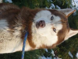 Прикачена снимка