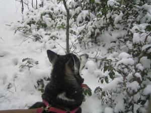Прикачена снимка