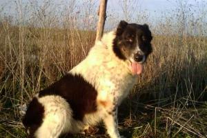 Прикачена снимка