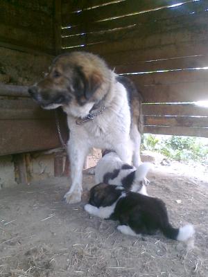 Прикачена снимка
