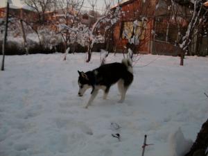 Прикачена снимка