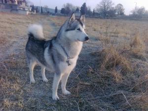 Прикачена снимка