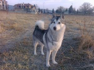 Прикачена снимка