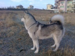 Прикачена снимка