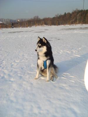 Прикачена снимка