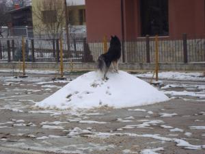 Прикачена снимка