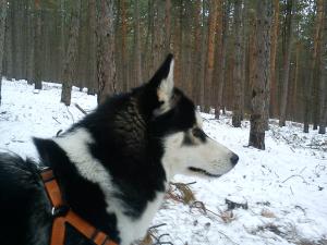 Прикачена снимка