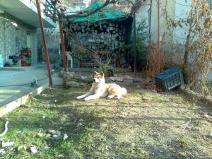 Прикачена снимка