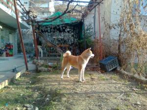 Прикачена снимка