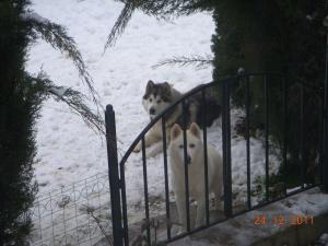 Прикачена снимка