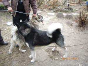 Прикачена снимка