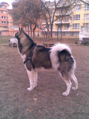 Прикачена снимка