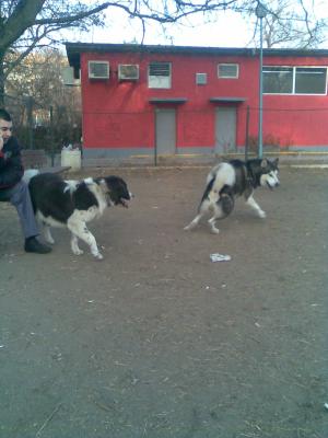 Прикачена снимка