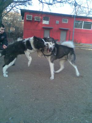 Прикачена снимка