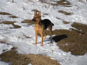 Прикачена снимка