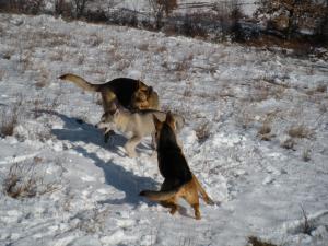 Прикачена снимка
