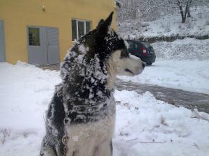 Прикачена снимка