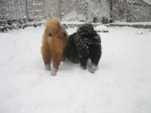 Прикачена снимка