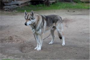Прикачена снимка