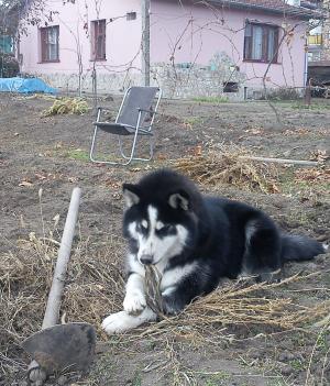 Прикачена снимка